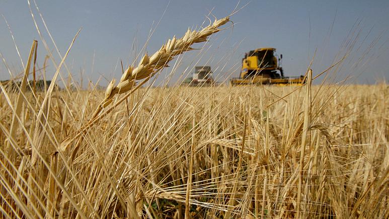 Rusya, bazı ülkelere tahıl ihracatını yasakladı